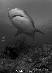 Tiger Shark by Matt Heath 